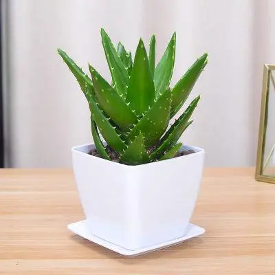 芦荟