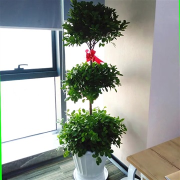 节节高榕树