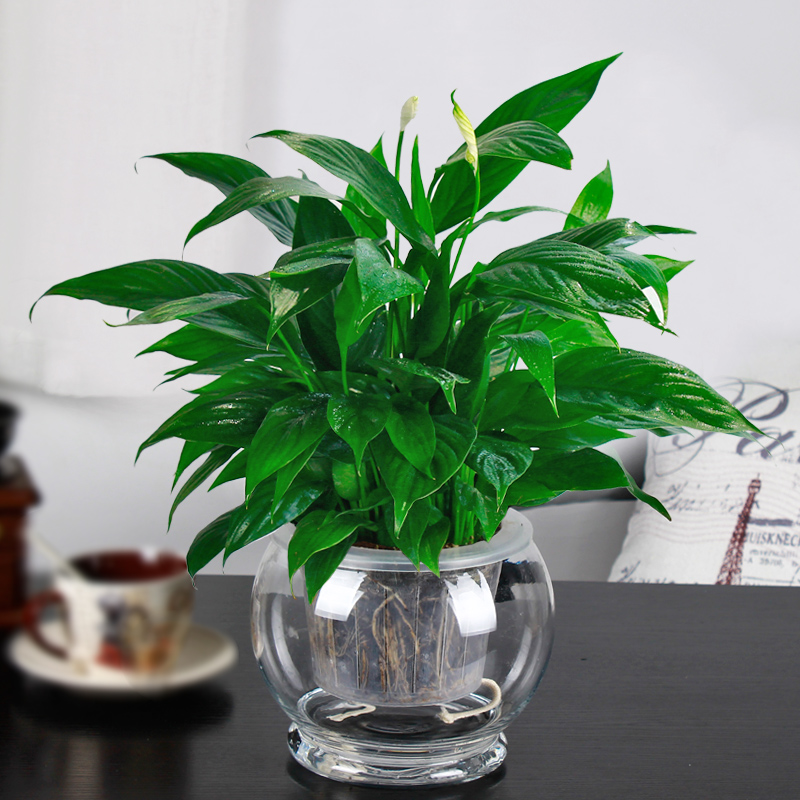 水培植物——一帆风顺