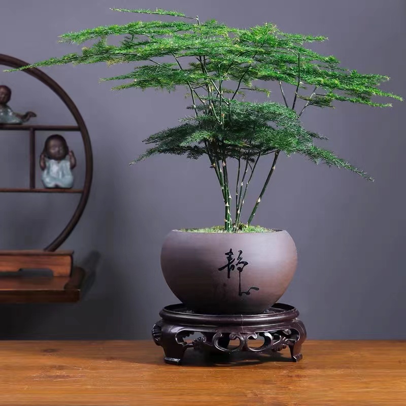 文竹盆景