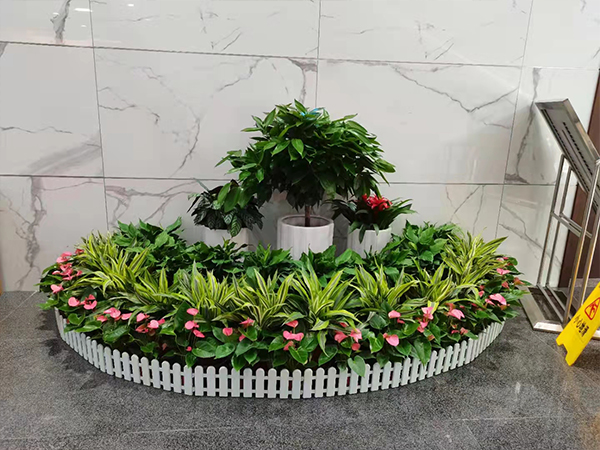 公司前台接待绿植花卉摆放案例