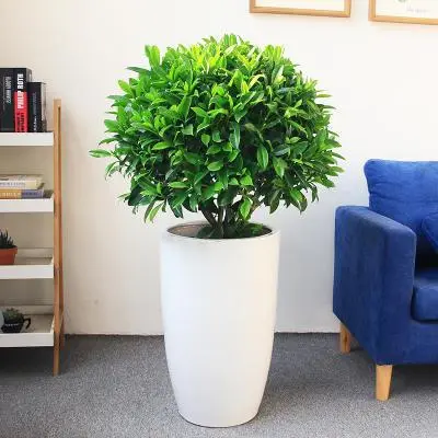 非洲茉莉