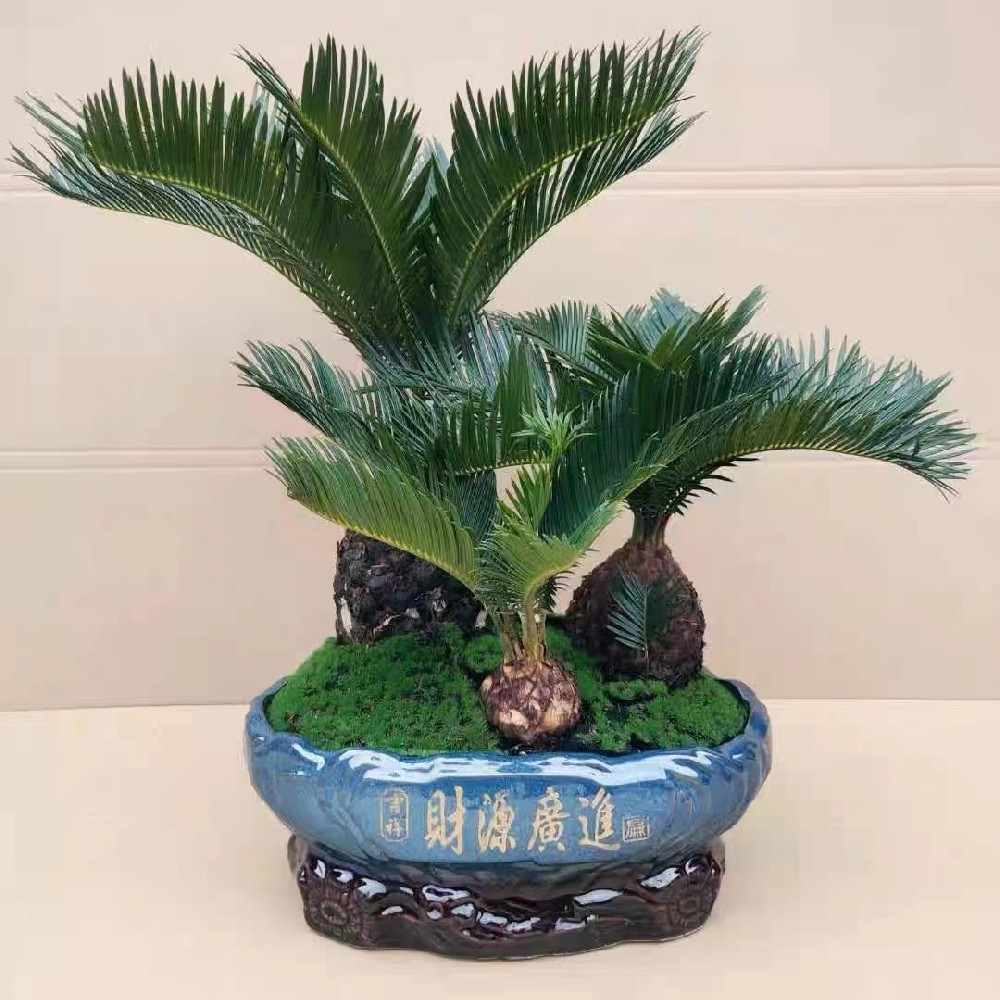 铁树