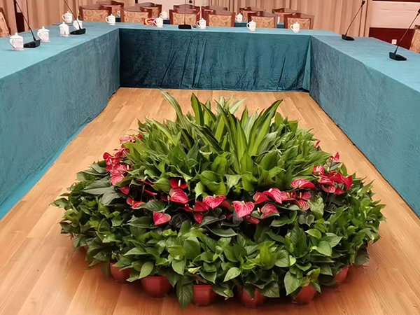 常州花卉盆栽租赁——红掌、万年青组合摆放