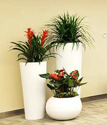 园艺养护常识：如何给植物花卉盆景浇水？